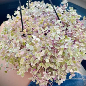 Callisia Repens Live Plant - Pink Lady Succulent, Creeping Inch Plant Potted