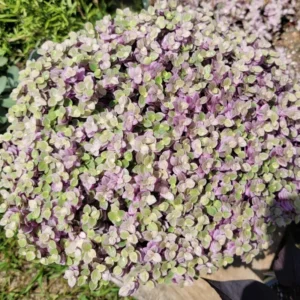 Callisia Repens Live Plant - Pink Lady Succulent, Creeping Inch Plant Potted