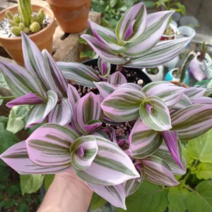 Tradescantia Nanouk Live Plant - Potted Pink Wandering Jew Houseplant