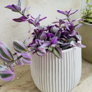 Tradescantia Nanouk Live Plant - Potted Pink Wandering Jew Houseplant