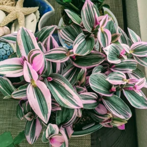 Tradescantia Nanouk Live Plant - Potted Pink Wandering Jew Houseplant
