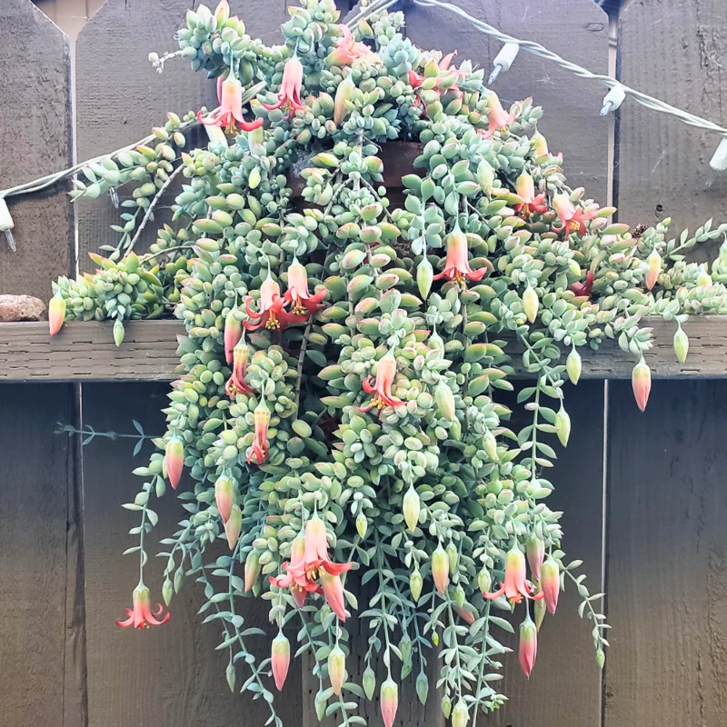 Cotyledon Pendens Succulent Live Plant Potted Vining Plant