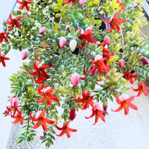 Cotyledon Pendens Succulent Live Plant Potted Vining Plant