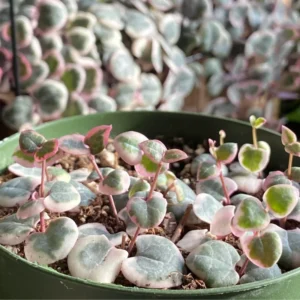 Variegated String Of Hearts Succulent Hanging Plant - Ceropegia Woodii Live Potted
