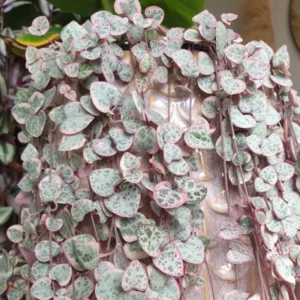 Variegated String Of Hearts Succulent Hanging Plant - Ceropegia Woodii Live Potted