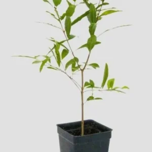 Common Lilac Bush – Lavender Purple Blooms | Fragrant, Hardy Lilac Shrub | Cold-Hardy, Drought-Resistant, Low Maintenance | Perfect for Gardens & Landscaping – Live Plant Shipped 1 to 2 Feet Tall