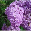 Common Lilac Bush – Lavender Purple Blooms | Fragrant, Hardy Lilac Shrub | Cold-Hardy, Drought-Resistant, Low Maintenance | Perfect for Gardens & Landscaping – Live Plant Shipped 1 to 2 Feet Tall