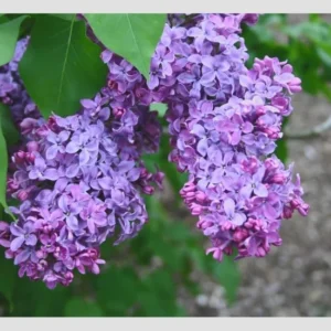 Common Lilac Bush – Lavender Purple Blooms | Fragrant, Hardy Lilac Shrub | Cold-Hardy, Drought-Resistant, Low Maintenance | Perfect for Gardens & Landscaping – Live Plant Shipped 1 to 2 Feet Tall