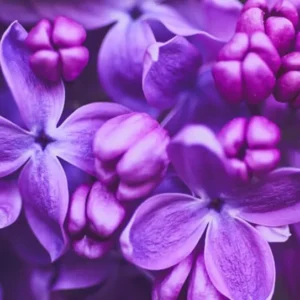 Common Lilac Bush – Lavender Purple Blooms | Fragrant, Hardy Lilac Shrub | Cold-Hardy, Drought-Resistant, Low Maintenance | Perfect for Gardens & Landscaping – Live Plant Shipped 1 to 2 Feet Tall