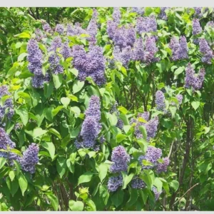 Common Lilac Bush – Lavender Purple Blooms | Fragrant, Hardy Lilac Shrub | Cold-Hardy, Drought-Resistant, Low Maintenance | Perfect for Gardens & Landscaping – Live Plant Shipped 1 to 2 Feet Tall