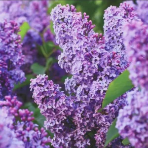 Common Lilac Bush – Lavender Purple Blooms | Fragrant, Hardy Lilac Shrub | Cold-Hardy, Drought-Resistant, Low Maintenance | Perfect for Gardens & Landscaping – Live Plant Shipped 1 to 2 Feet Tall