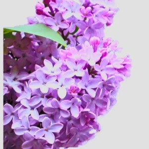 Common Lilac Bush – Lavender Purple Blooms | Fragrant, Hardy Lilac Shrub | Cold-Hardy, Drought-Resistant, Low Maintenance | Perfect for Gardens & Landscaping – Live Plant Shipped 1 to 2 Feet Tall