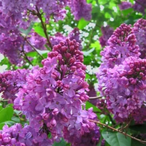 Common Lilac Bush – Lavender Purple Blooms | Fragrant, Hardy Lilac Shrub | Cold-Hardy, Drought-Resistant, Low Maintenance | Perfect for Gardens & Landscaping – Live Plant Shipped 1 to 2 Feet Tall