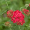 New Vintage Red Yarrow - Qty: 2 Plants in 3 Inch Pots - Fragrant Perennials