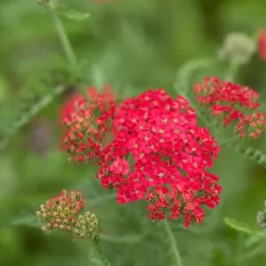 New Vintage Red Yarrow - Qty: 2 Plants in 3 Inch Pots - Fragrant Perennials