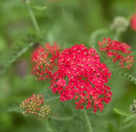 New Vintage Red Yarrow - Qty: 2 Plants in 3 Inch Pots - Fragrant Perennials