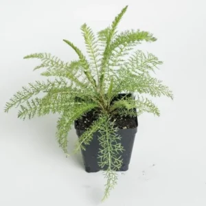 New Vintage Red Yarrow - Qty: 2 Plants in 3 Inch Pots - Fragrant Perennials