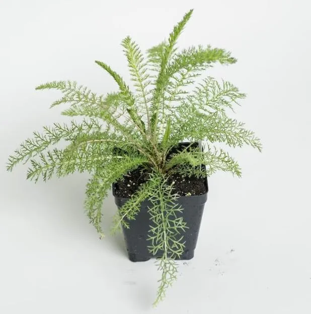 New Vintage Red Yarrow - Qty: 2 Plants in 3 Inch Pots - Fragrant Perennials