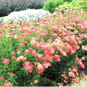New Vintage Red Yarrow - Qty: 2 Plants in 3 Inch Pots - Fragrant Perennials