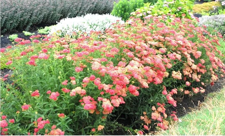 New Vintage Red Yarrow - Qty: 2 Plants in 3 Inch Pots - Fragrant Perennials