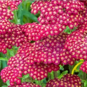 New Vintage Red Yarrow - Qty: 2 Plants in 3 Inch Pots - Fragrant Perennials