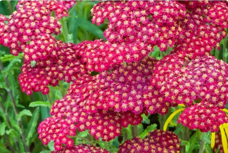 New Vintage Red Yarrow - Qty: 2 Plants in 3 Inch Pots - Fragrant Perennials