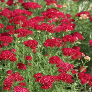 New Vintage Red Yarrow - Qty: 2 Plants in 3 Inch Pots - Fragrant Perennials