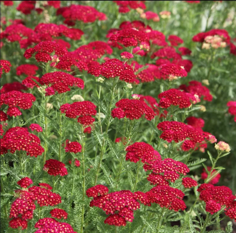 New Vintage Red Yarrow - Qty: 2 Plants in 3 Inch Pots - Fragrant Perennials