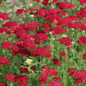 New Vintage Red Yarrow - Qty: 2 Plants in 3 Inch Pots - Fragrant Perennials