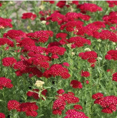 New Vintage Red Yarrow - Qty: 2 Plants in 3 Inch Pots - Fragrant Perennials