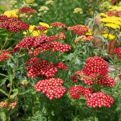 New Vintage Red Yarrow - Qty: 2 Plants in 3 Inch Pots - Fragrant Perennials