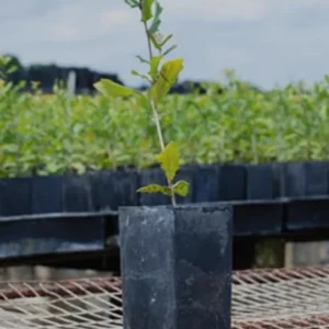 Raspberry Shortcake (Dwarf, Thornless Raspberry) 1 Live Plant in 6