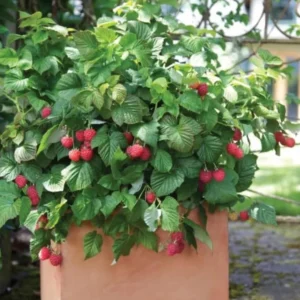 Raspberry Shortcake (Dwarf, Thornless Raspberry) 1 Live Plant in 6