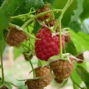 Raspberry Shortcake (Dwarf, Thornless Raspberry) 1 Live Plant in 6