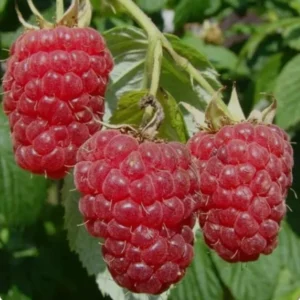 Raspberry Shortcake (Dwarf, Thornless Raspberry) 1 Live Plant in 6