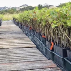 Raspberry Shortcake (Dwarf, Thornless Raspberry) 1 Live Plant in 6