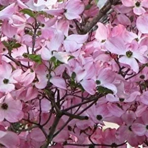 Beautiful Flowering Dogwood Tree (YUN2) Healthy Live Plant (Pink)