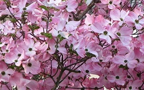 Beautiful Flowering Dogwood Tree (YUN2) Healthy Live Plant (Pink)