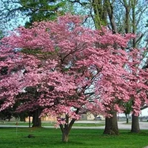 Beautiful Flowering Dogwood Tree (YUN2) Healthy Live Plant (Pink)