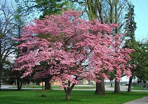 Beautiful Flowering Dogwood Tree (YUN2) Healthy Live Plant (Pink)