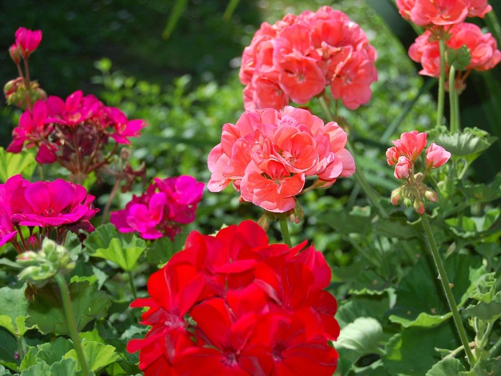 geranium plants, geraniums blooming