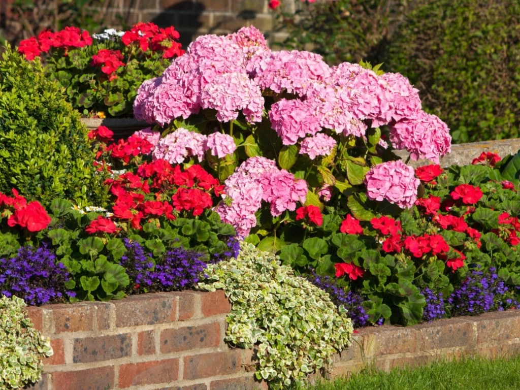 Bright pink and red geraniums are planted in garden planters, creating a lively and colorful garden display.