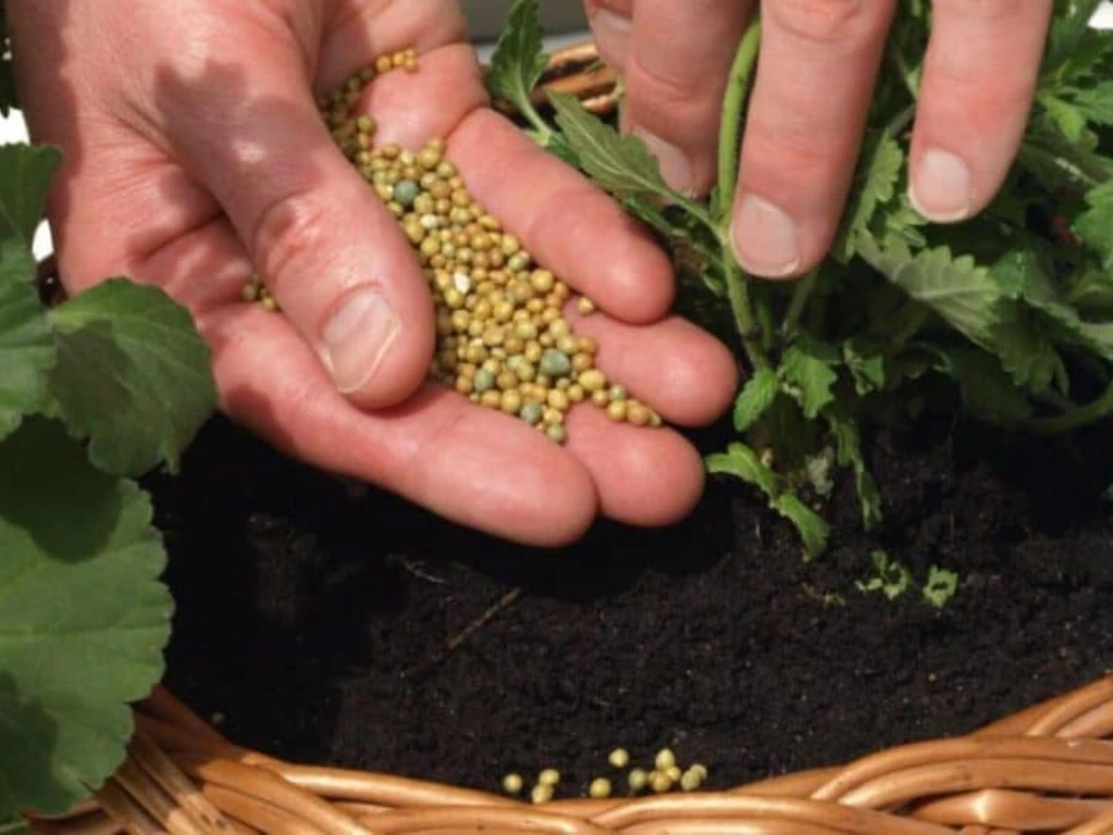 feeding geraniums, grow geraniums