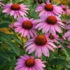 Purple Coneflower Plants - 3 Live Echinacea Perennial Roots 4-6 Inches