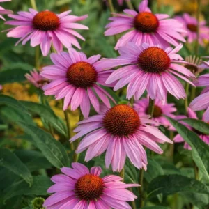 Purple Coneflower Plants - 3 Live Echinacea Perennial Roots 4-6 Inches