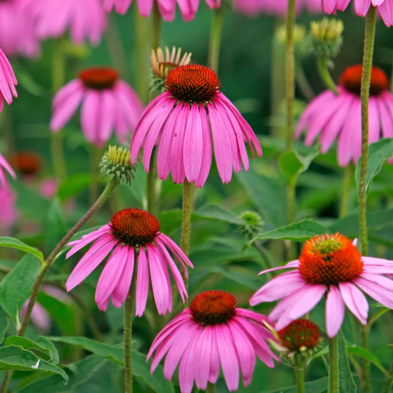 Purple Coneflower Plants - 3 Live Echinacea Perennial Roots 4-6 Inches