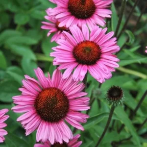 Purple Coneflower Plants - 3 Live Echinacea Perennial Roots 4-6 Inches
