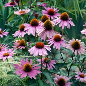 Purple Coneflower Plants - 3 Live Echinacea Perennial Roots 4-6 Inches