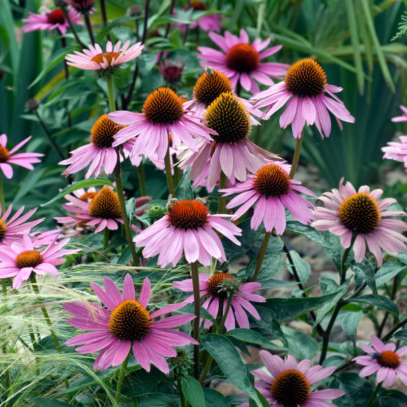 Purple Coneflower Plants - 3 Live Echinacea Perennial Roots 4-6 Inches