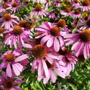 Purple Coneflower Plants - 3 Live Echinacea Perennial Roots 4-6 Inches